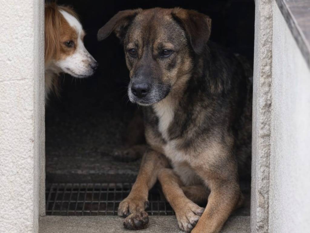 Adotta un cane, taglia grande, maschio, Avellino