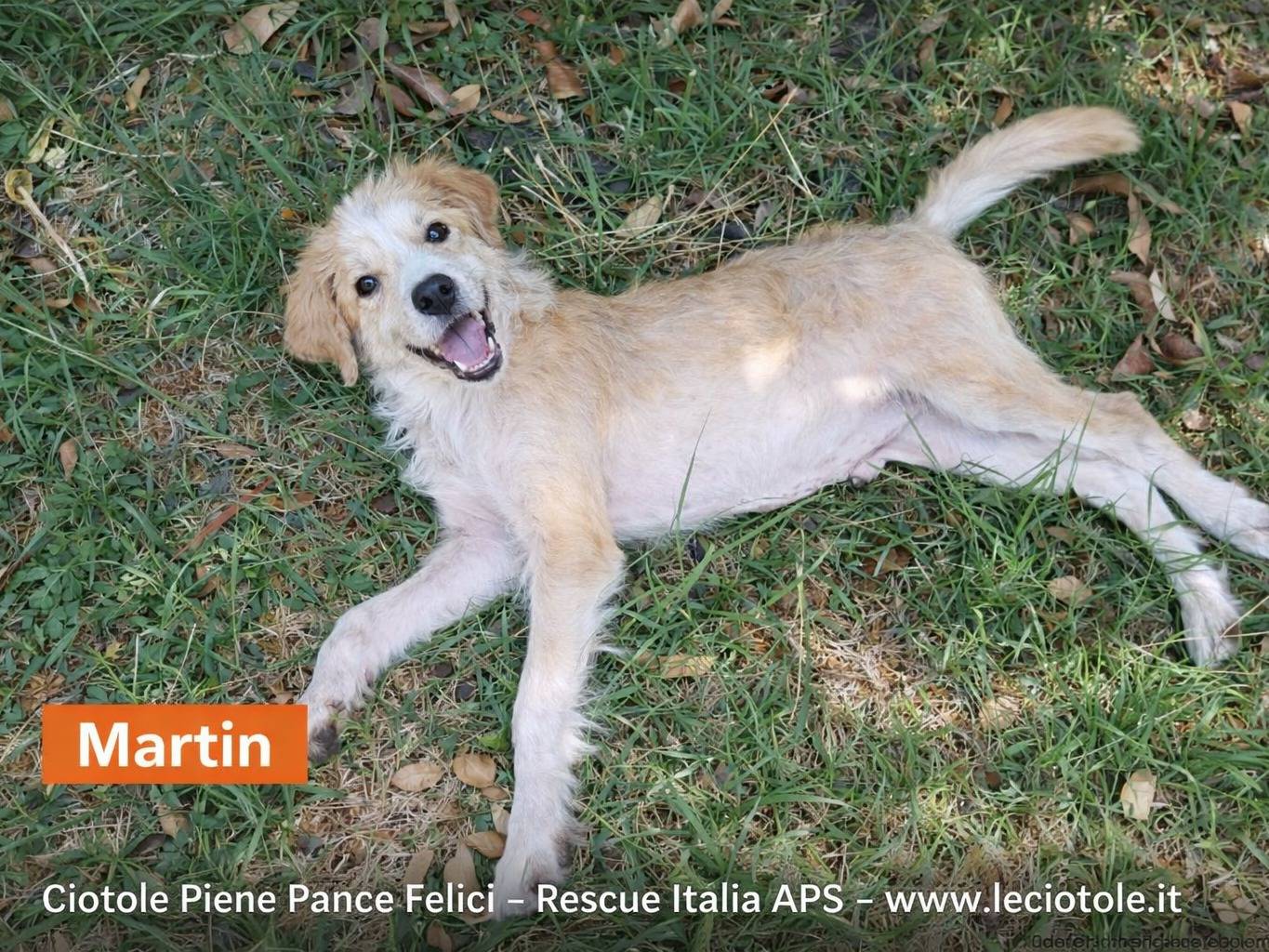 Adozione cane, maschio, Razza sconosciuta Razza sconosciuta, 3 mesi, taglia grande, Avellino