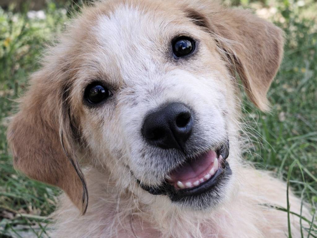 Adotta un cane, taglia grande, maschio, Avellino