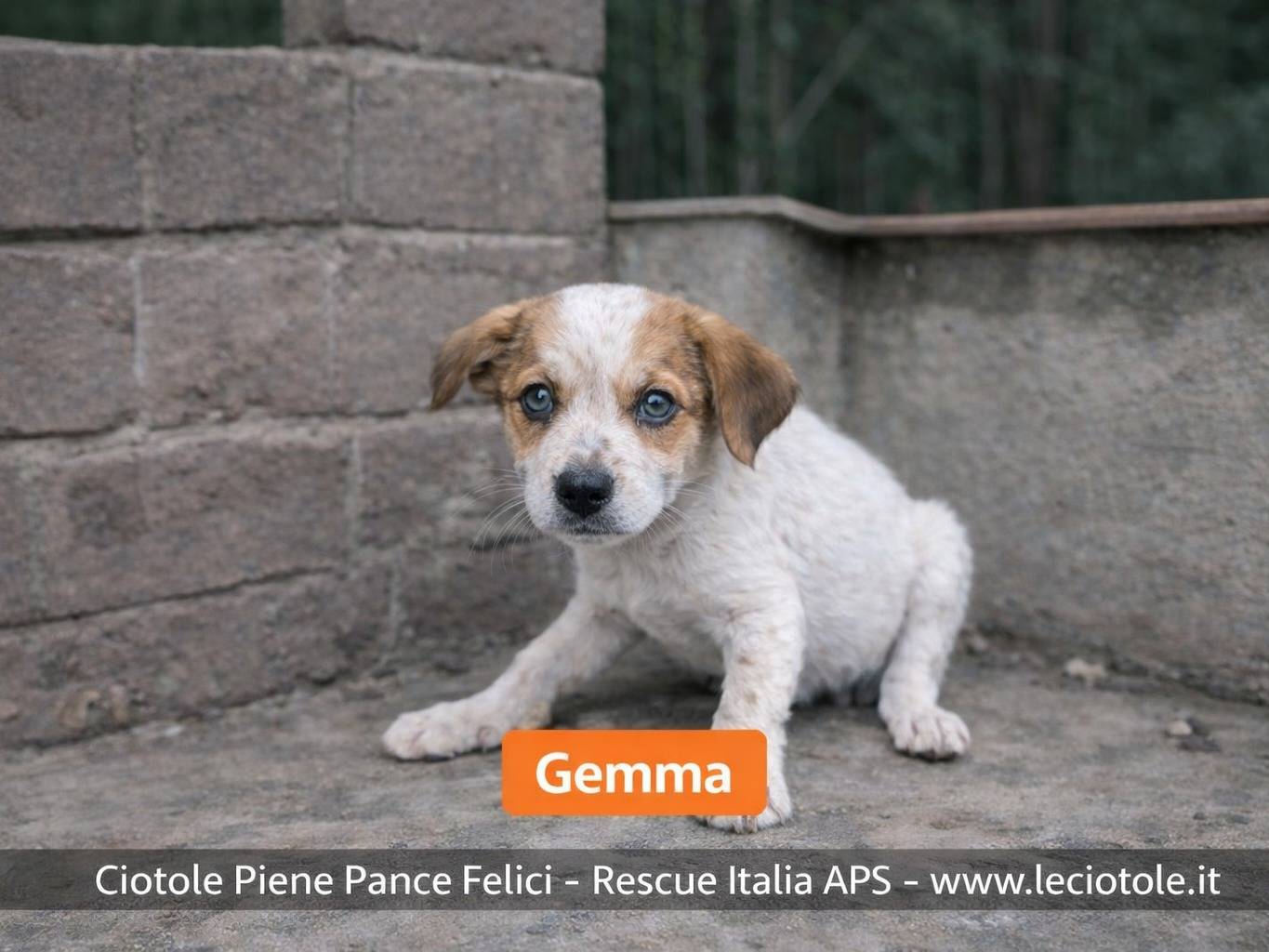 Adozione cane, femmina, Razza sconosciuta Razza sconosciuta, 2 mesi, taglia piccola, Avellino