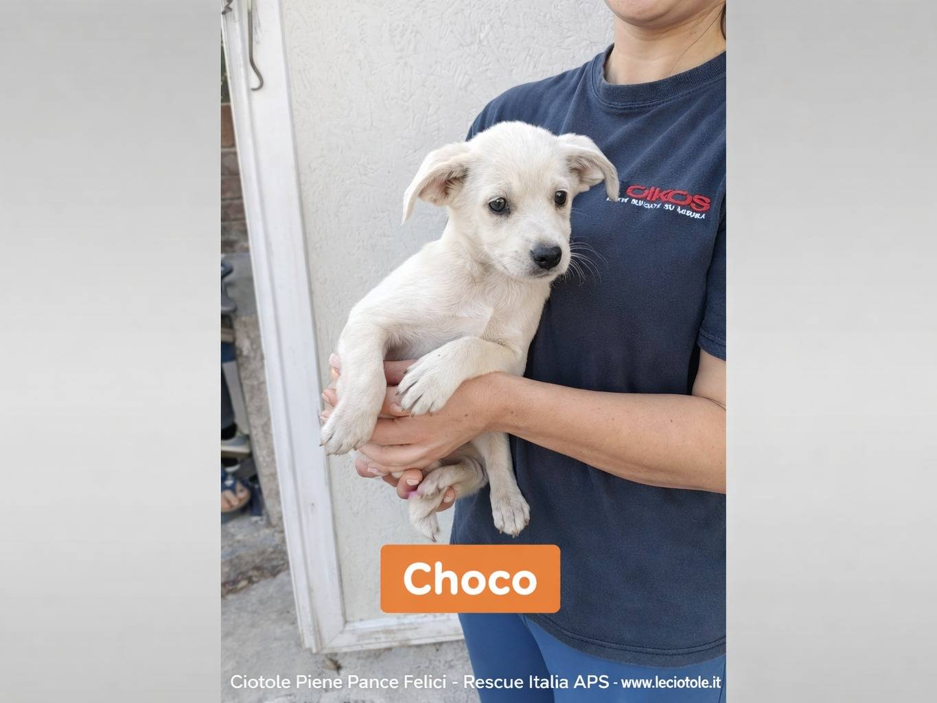 Adozione cane, maschio, Razza sconosciuta Razza sconosciuta, 2 mesi, taglia piccola, Avellino