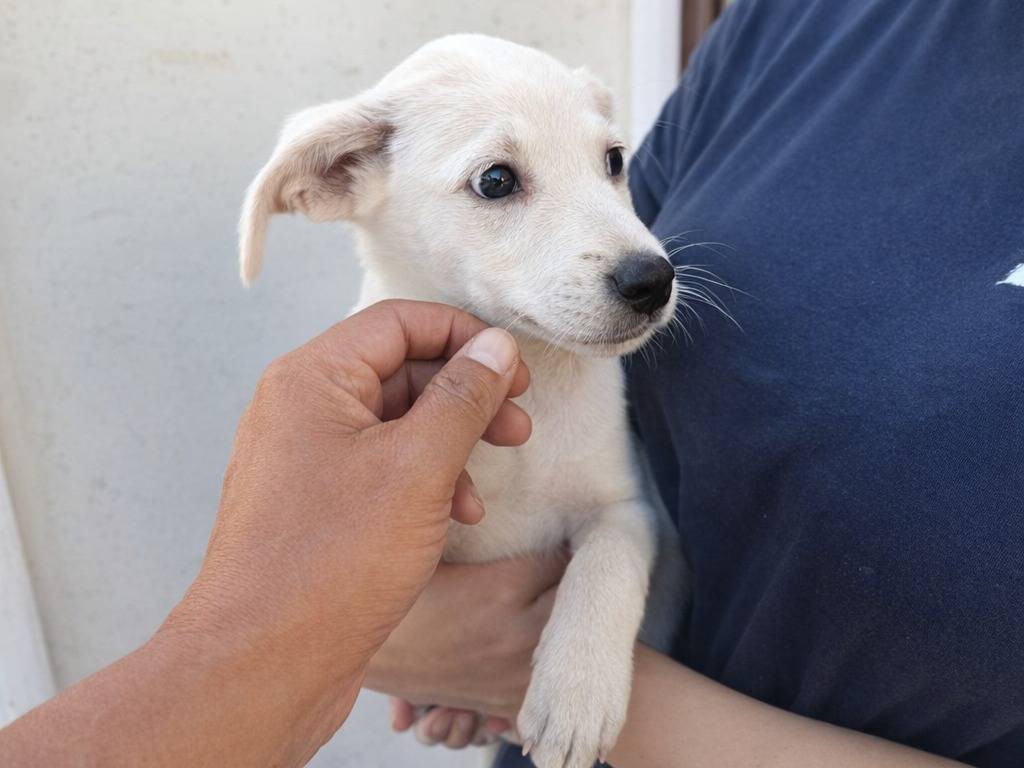 Adotta un cane, maschio, 2 mesi, Avellino