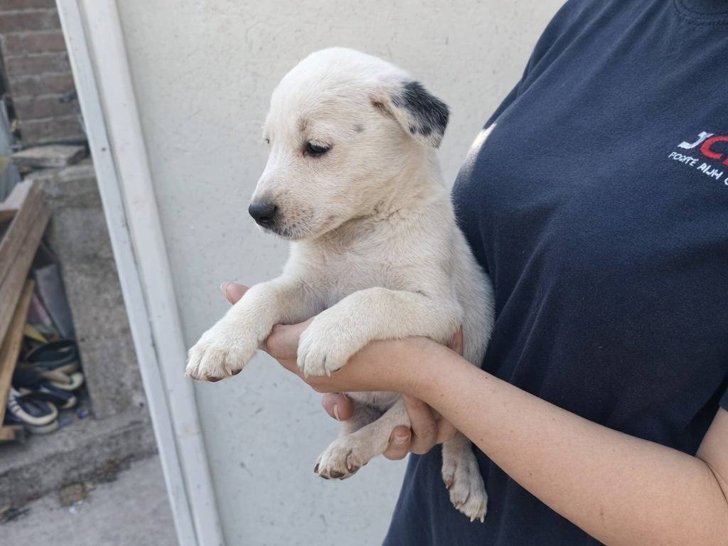 Adotta un cane, taglia piccola, maschio, Avellino