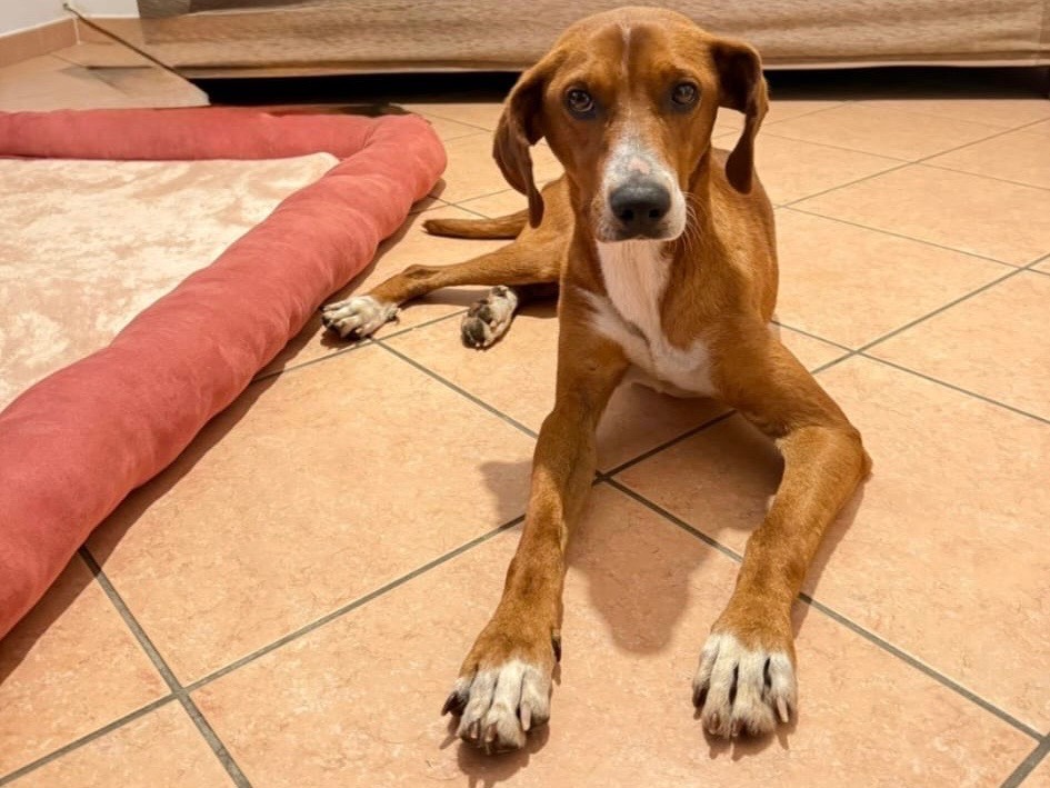 Adozione cane, maschio, Segugio Razza sconosciuta, 11 mesi, taglia media contenuta, Cosenza