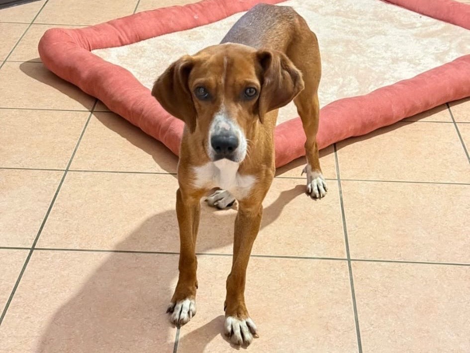 Adotta un cane, taglia media contenuta, maschio, Cosenza