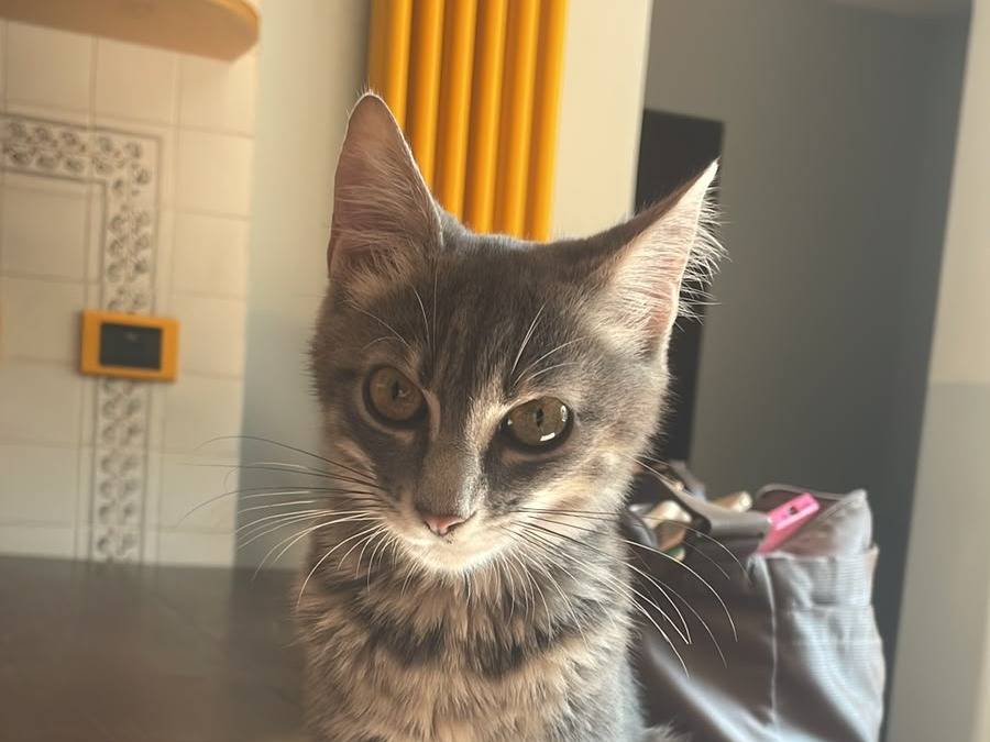 Adozione gatto, maschio, Razza sconosciuta Razza sconosciuta, 4 mesi, taglia non valida, Varese