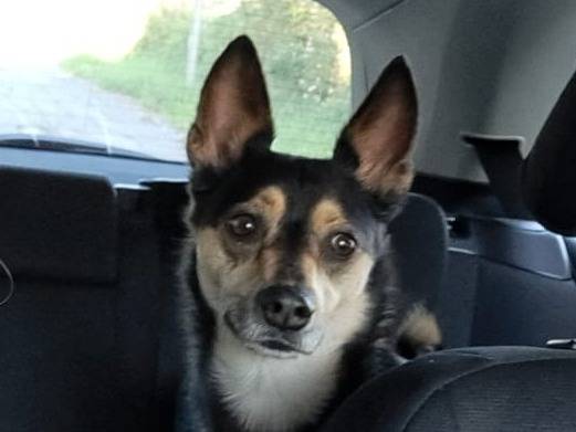 Adozione cane, femmina, Razza sconosciuta Razza sconosciuta, 3 anni e 2 mesi, taglia piccola, Foggia