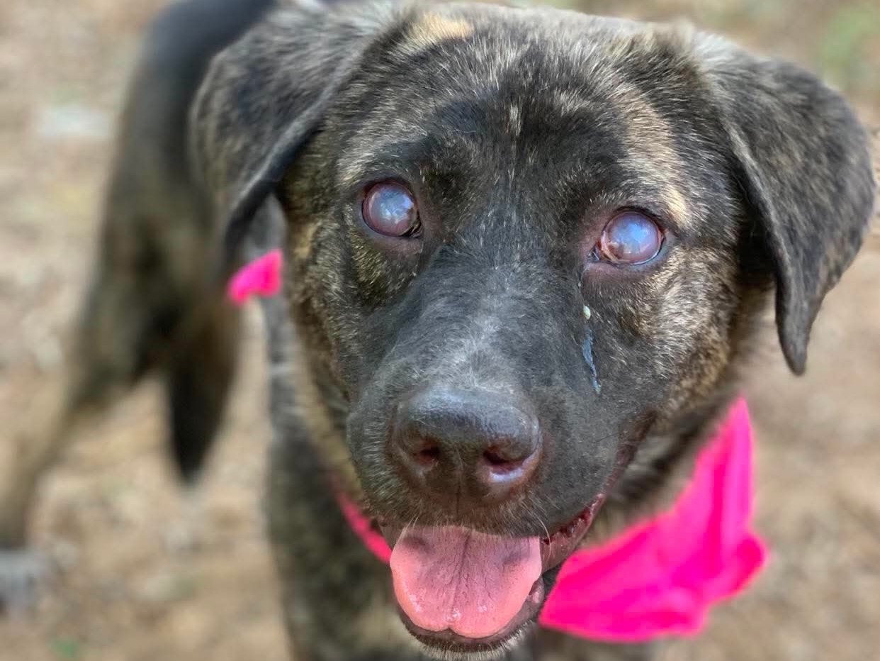 Adozione cane, femmina, Razza sconosciuta Razza sconosciuta, 4 anni e 1 mese, taglia media, Latina