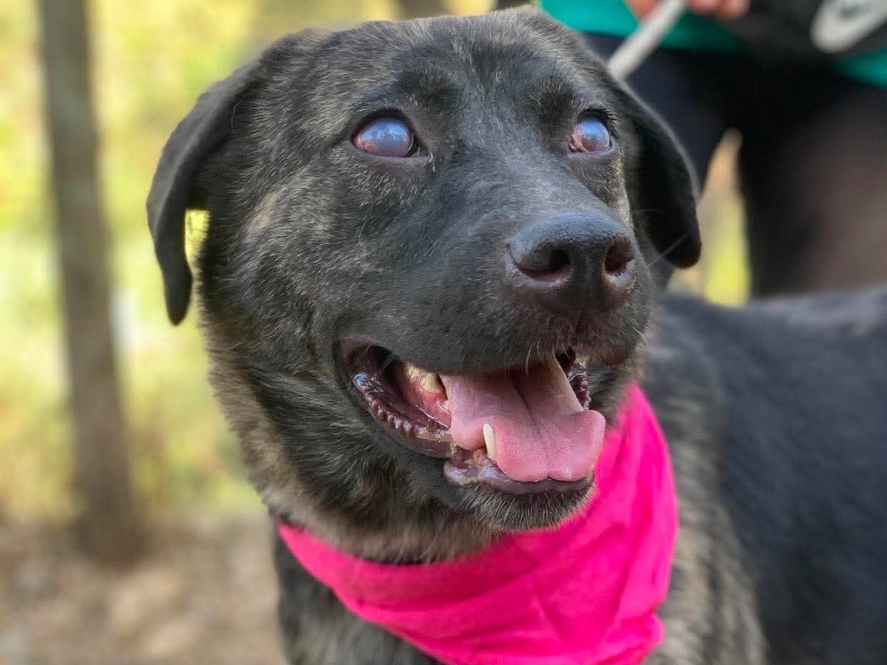 Adotta un cane, femmina, 4 anni e 1 mese, Latina
