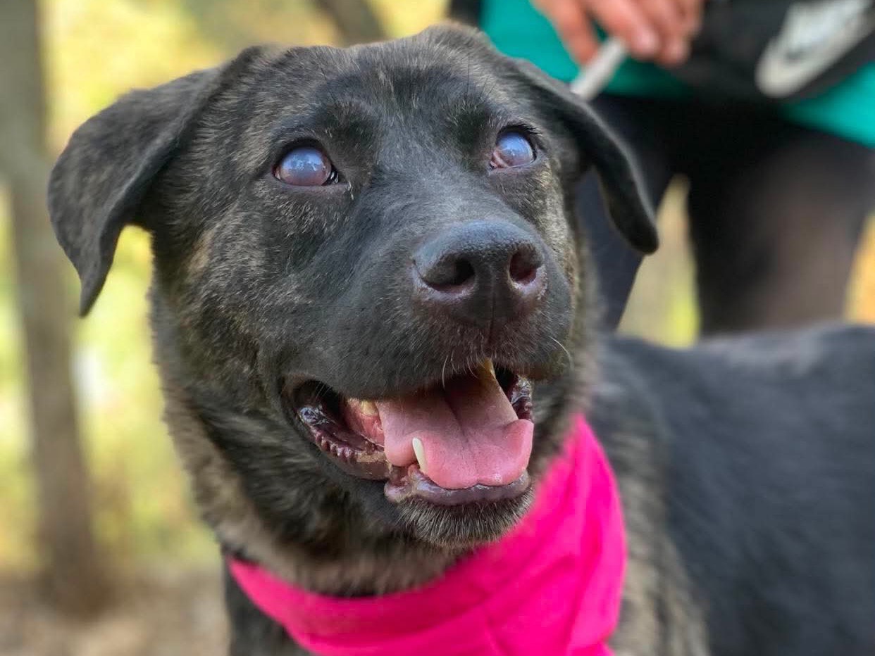 Adotta un cane, taglia media, femmina, Latina