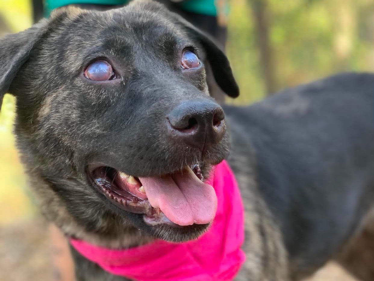 Adotta il cane Patricia  a Latina