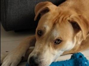 Adozione cane, maschio, Razza sconosciuta Razza sconosciuta, 2 anni e 1 mese, taglia media, Milano