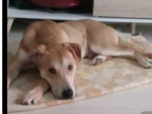 Adotta un cane, maschio, 2 anni e 1 mese, Milano