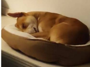 Adotta un cane, taglia media, maschio, Milano