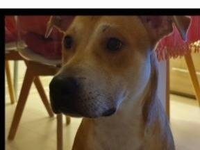 Vuoi adottare un cane a Milano?