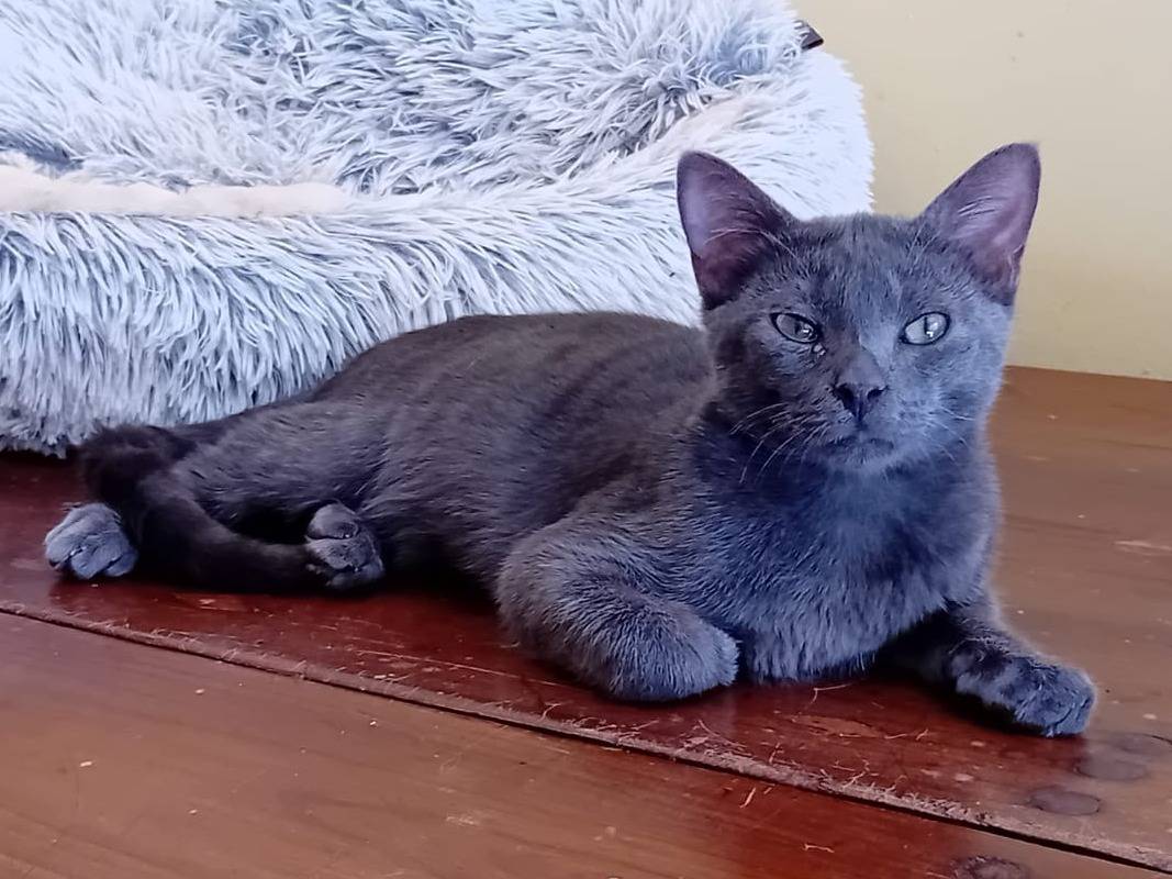 Adozione gatto, maschio, Razza sconosciuta Certosino , 4 mesi, taglia non valida, Varese