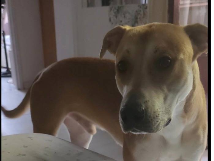 Adotta il cane Ares  a Milano