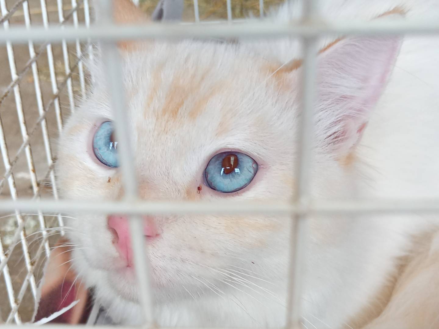 Adozione gatto, maschio, Razza sconosciuta Razza sconosciuta, 11 mesi, taglia non valida, Varese