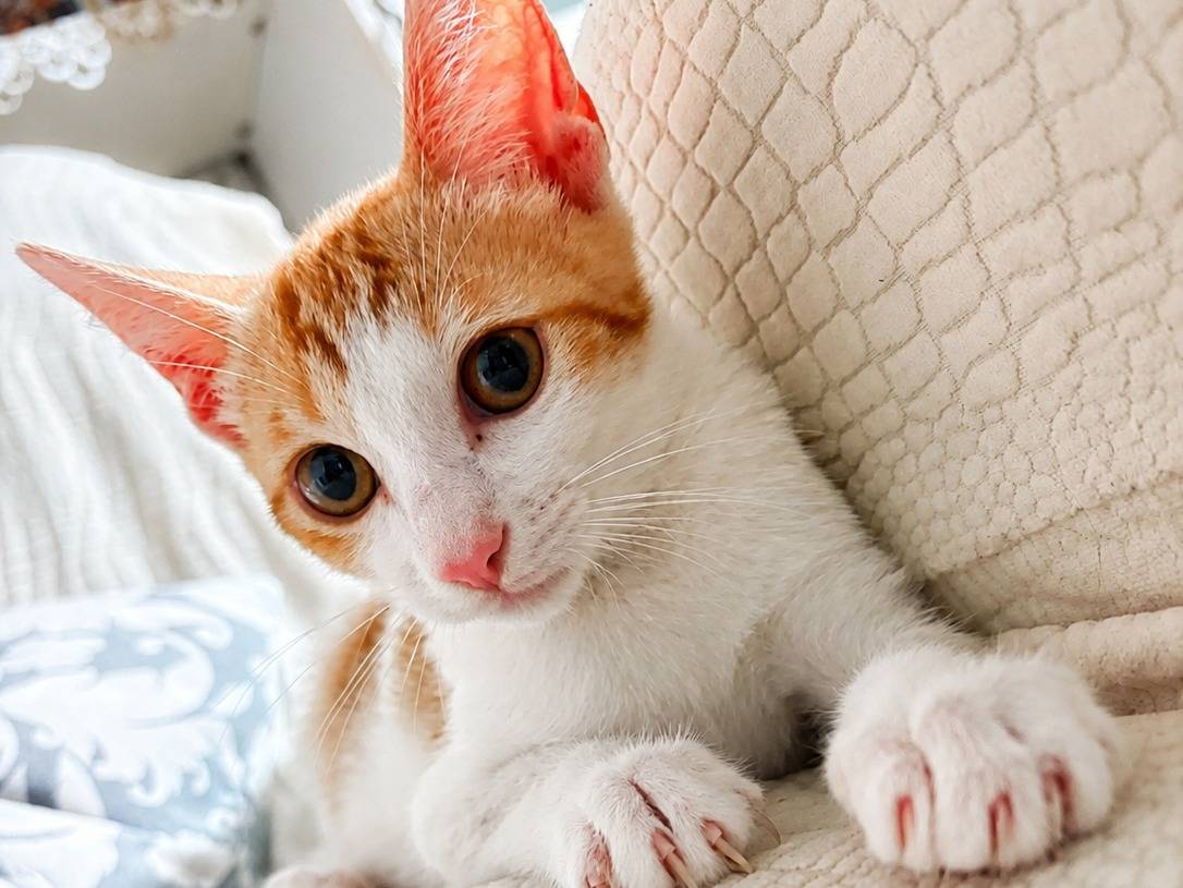 Vuoi adottare un gatto a Catania?