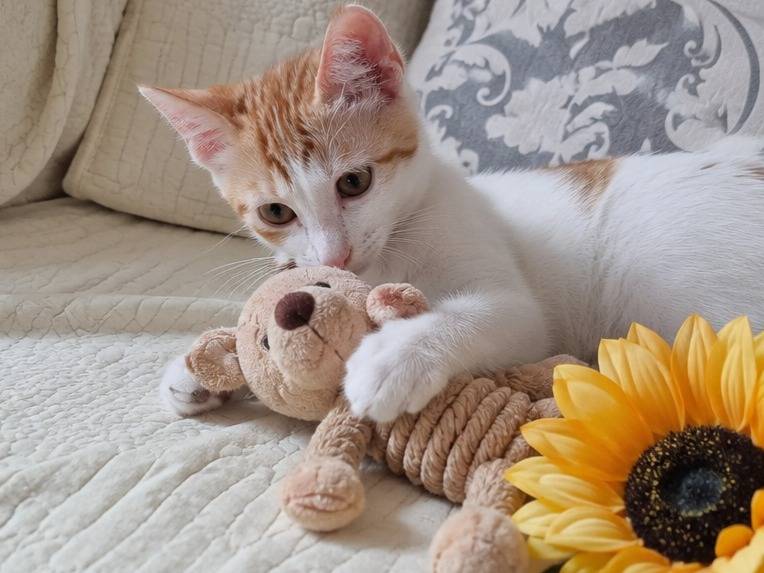 Adotta un gatto, taglia non valida, femmina, Catania
