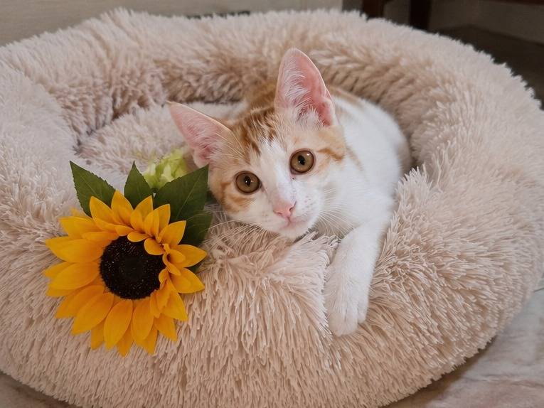 Adotta un gatto, femmina, 4 mesi, Catania