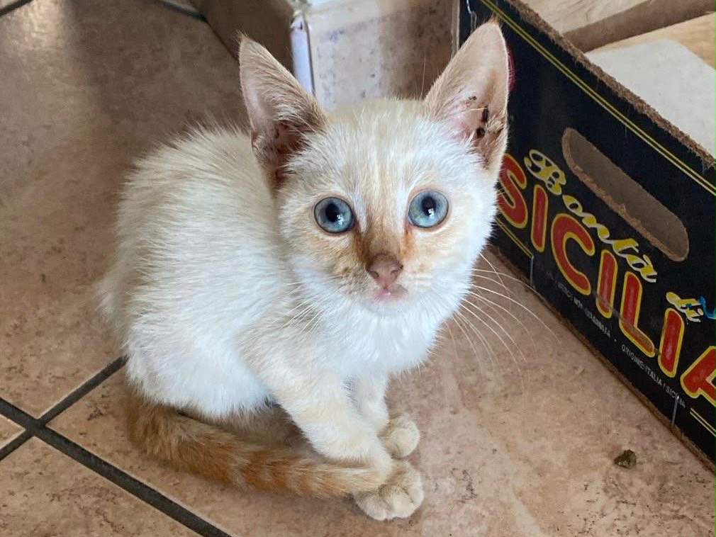 Adozione gatto, maschio, Razza sconosciuta Razza sconosciuta, 3 mesi, taglia non valida, Crotone