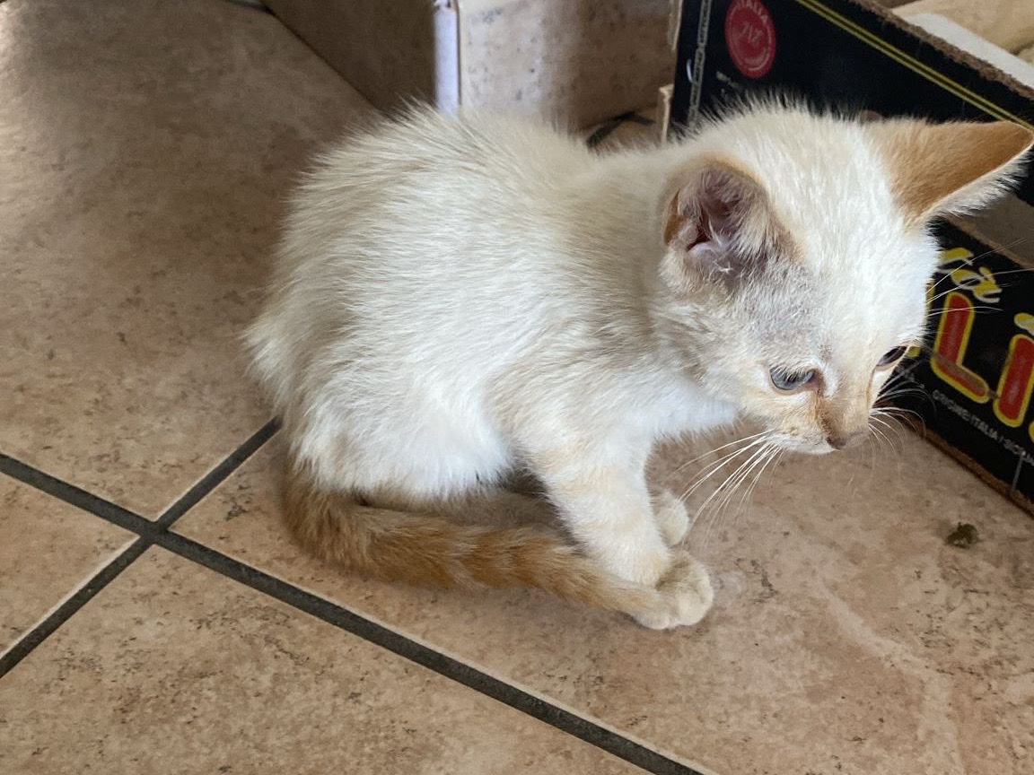 Adotta un gatto, maschio, 3 mesi, Crotone