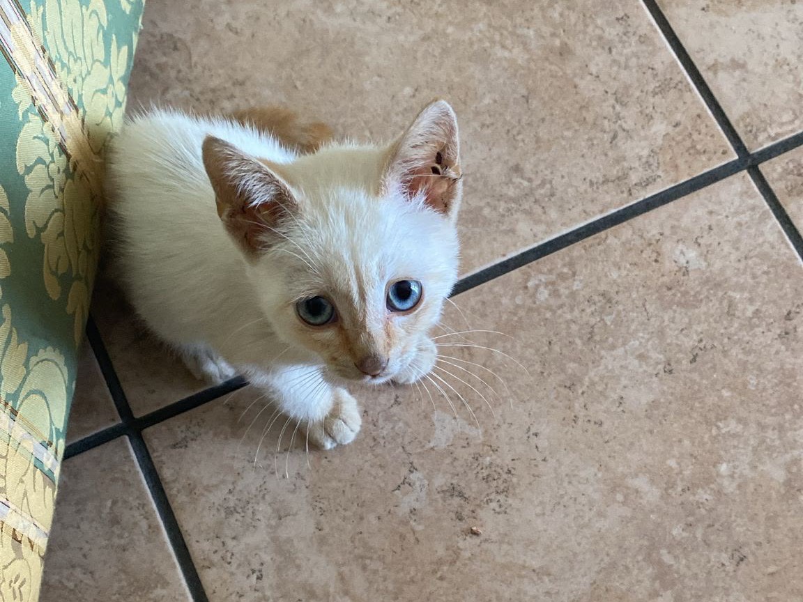 Adotta un gatto, taglia non valida, maschio, Crotone