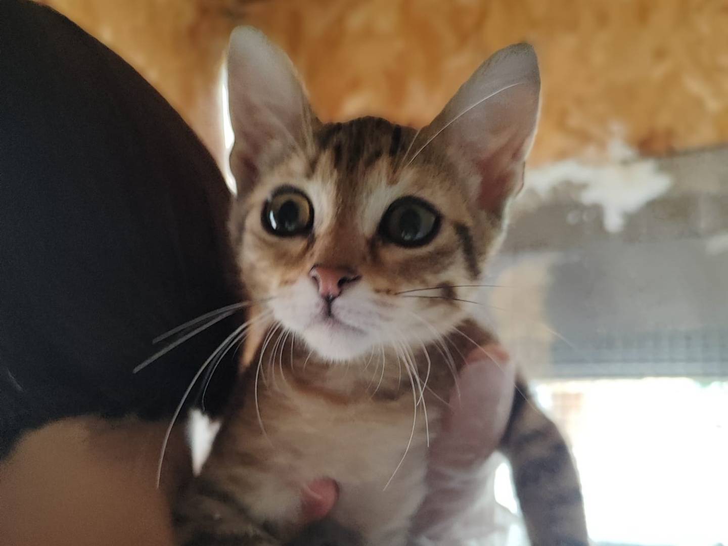 Adozione gatto, femmina, Razza sconosciuta Razza sconosciuta, 3 mesi, taglia non valida, Bari