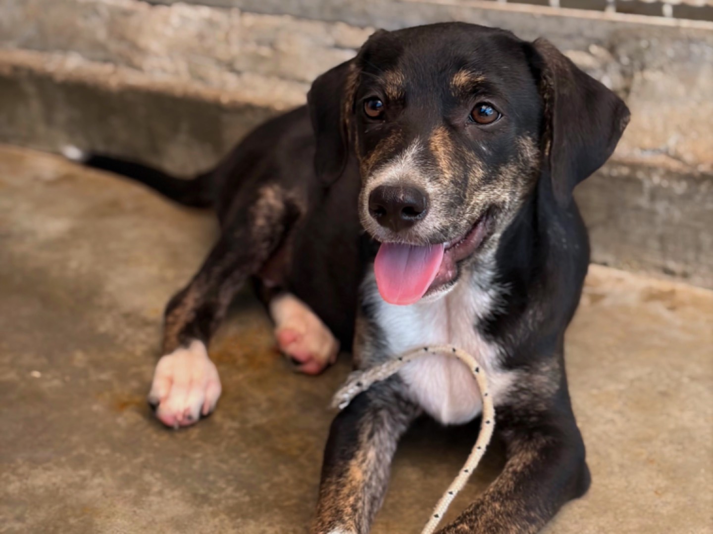 Adozione cane, maschio, Razza sconosciuta Razza sconosciuta, 3 mesi, taglia media contenuta, Napoli