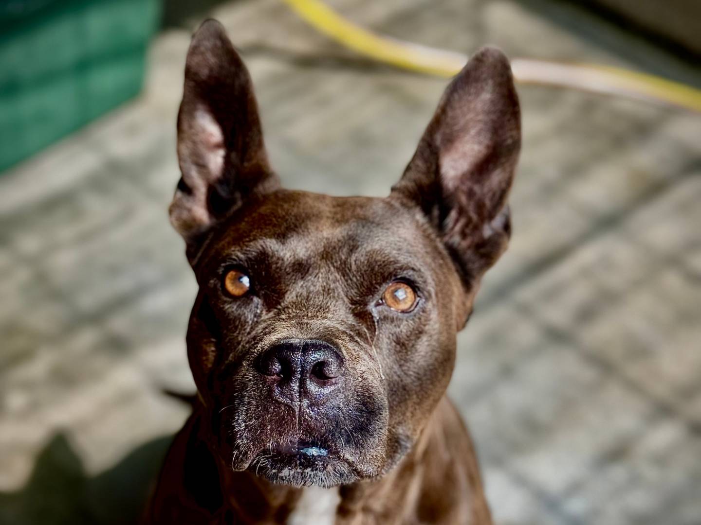 Adozione cane, femmina, Pitbull Razza sconosciuta, 7 anni e 10 mesi, taglia media, Roma