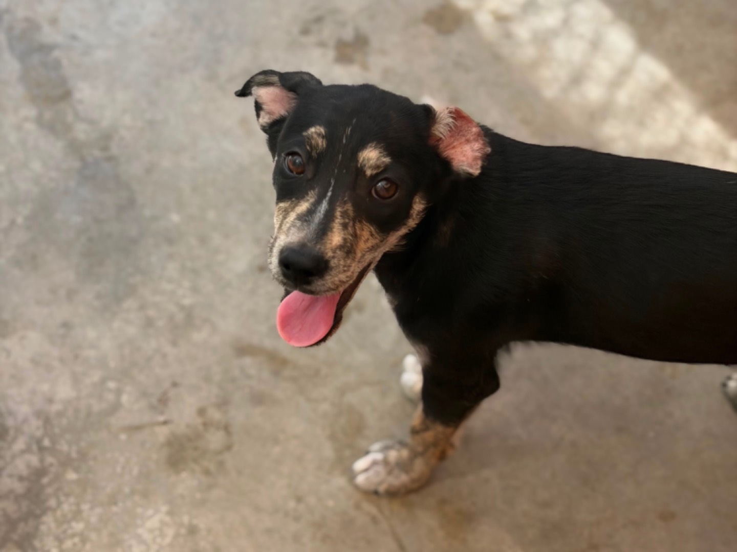 Adotta un cane, taglia media contenuta, maschio, Napoli