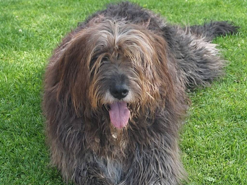 Adozione cane, maschio, Razza sconosciuta Razza sconosciuta, 3 anni e 1 mese, taglia grande, Cagliari