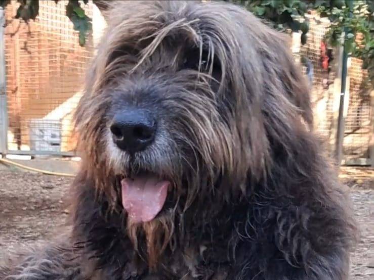 Adotta un cane, maschio, 3 anni e 1 mese, Cagliari
