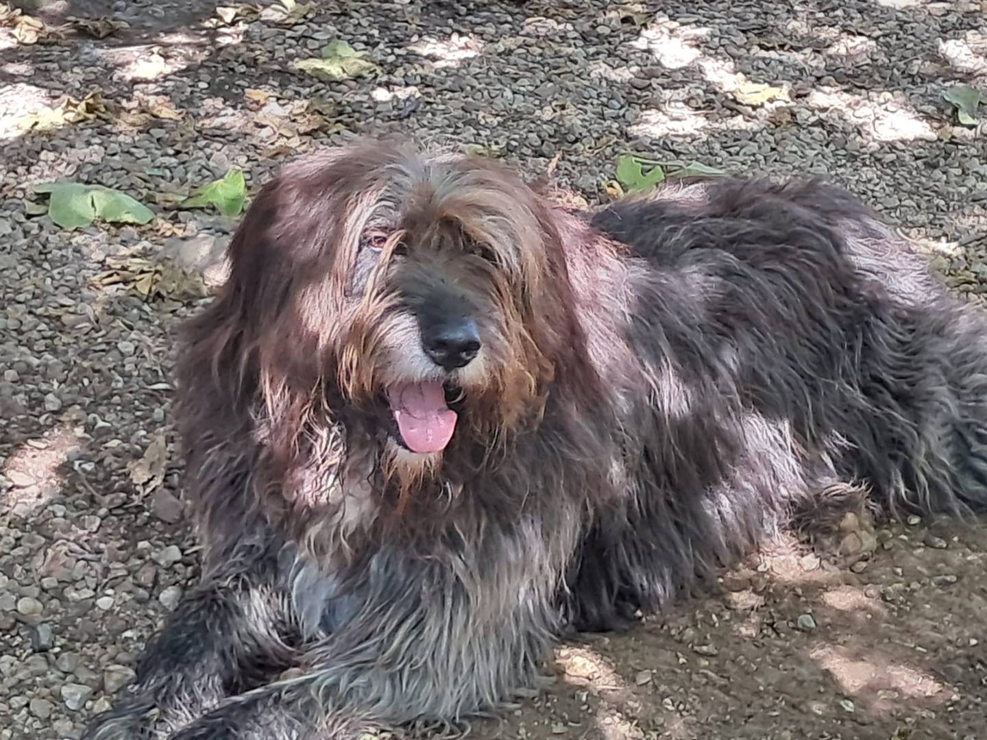 Adotta un cane, taglia grande, maschio, Cagliari