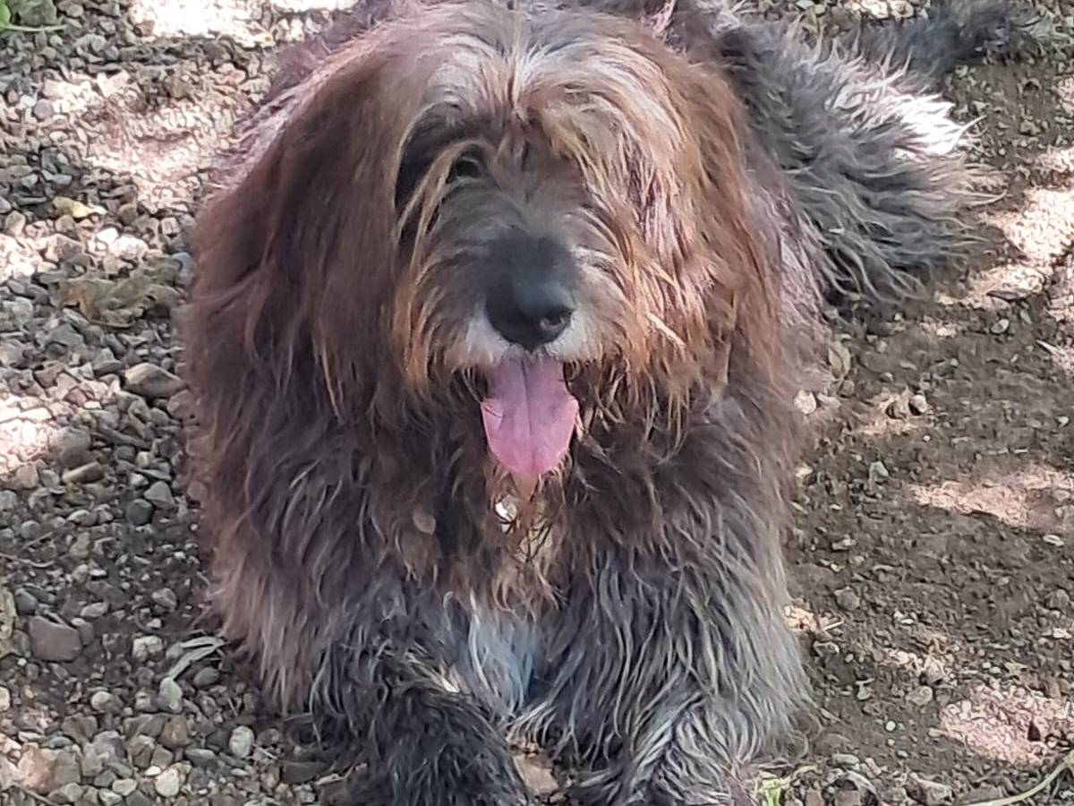 Vuoi adottare un cane a Cagliari?