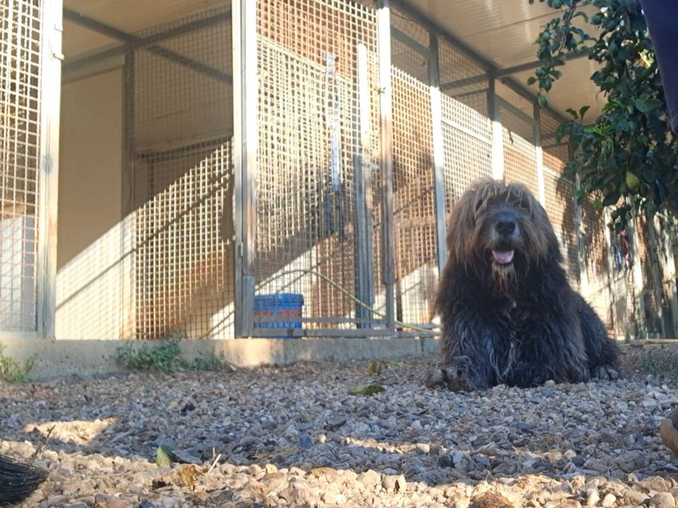 Adotta il cane Gastone  a Cagliari