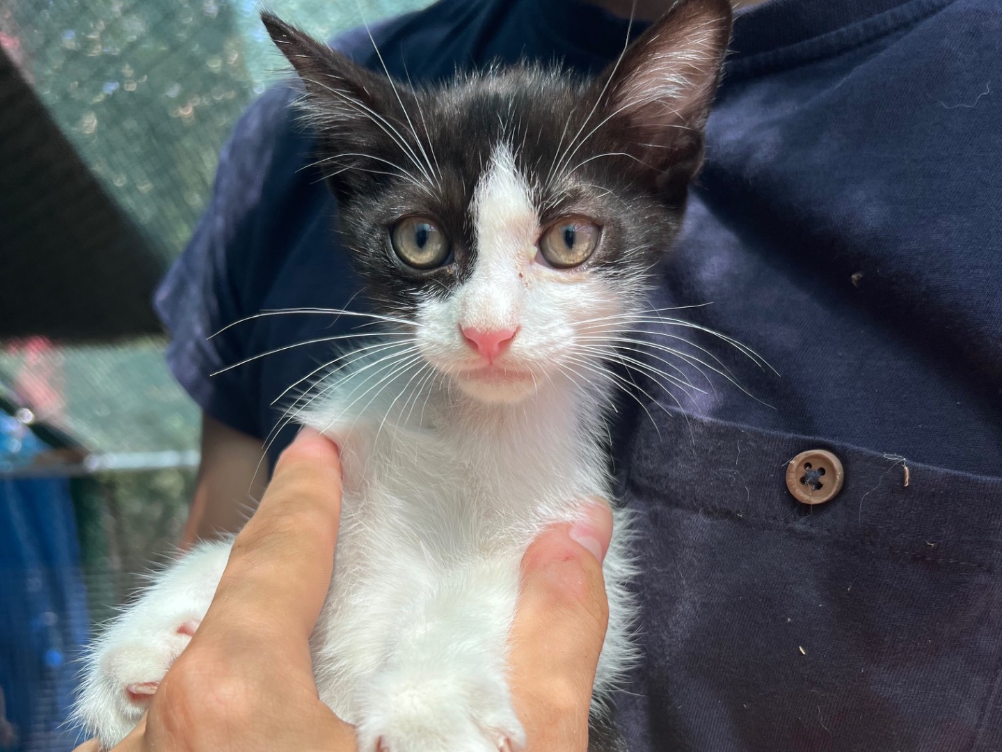 Adozione gatto, maschio, Razza sconosciuta Razza sconosciuta, 2 mesi, taglia non valida, Siracusa