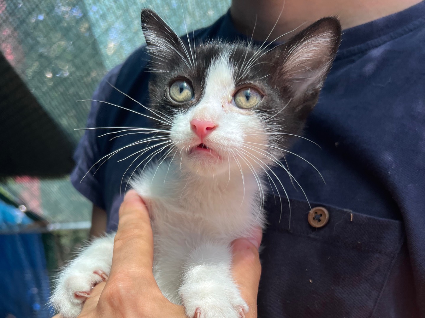 Adotta un gatto, maschio, 2 mesi, Siracusa