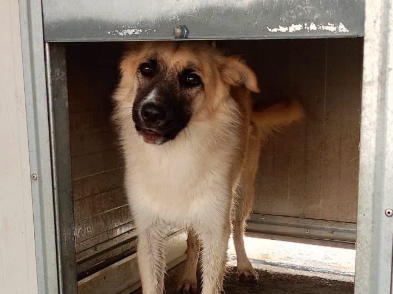 Adozione cane, femmina, Razza sconosciuta Razza sconosciuta, 1 anno, taglia media, Cosenza