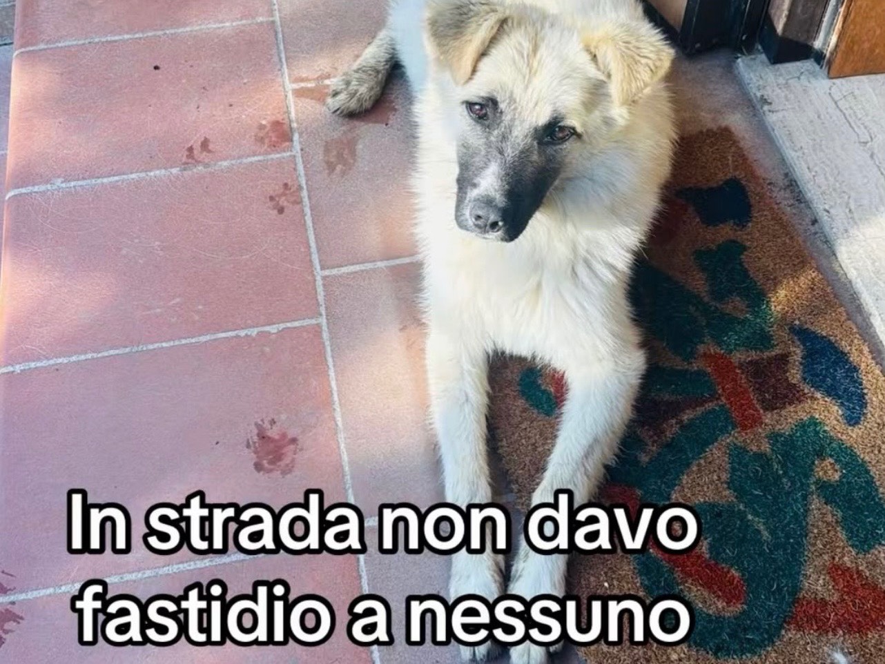 Adotta un cane, femmina, 1 anno, Cosenza