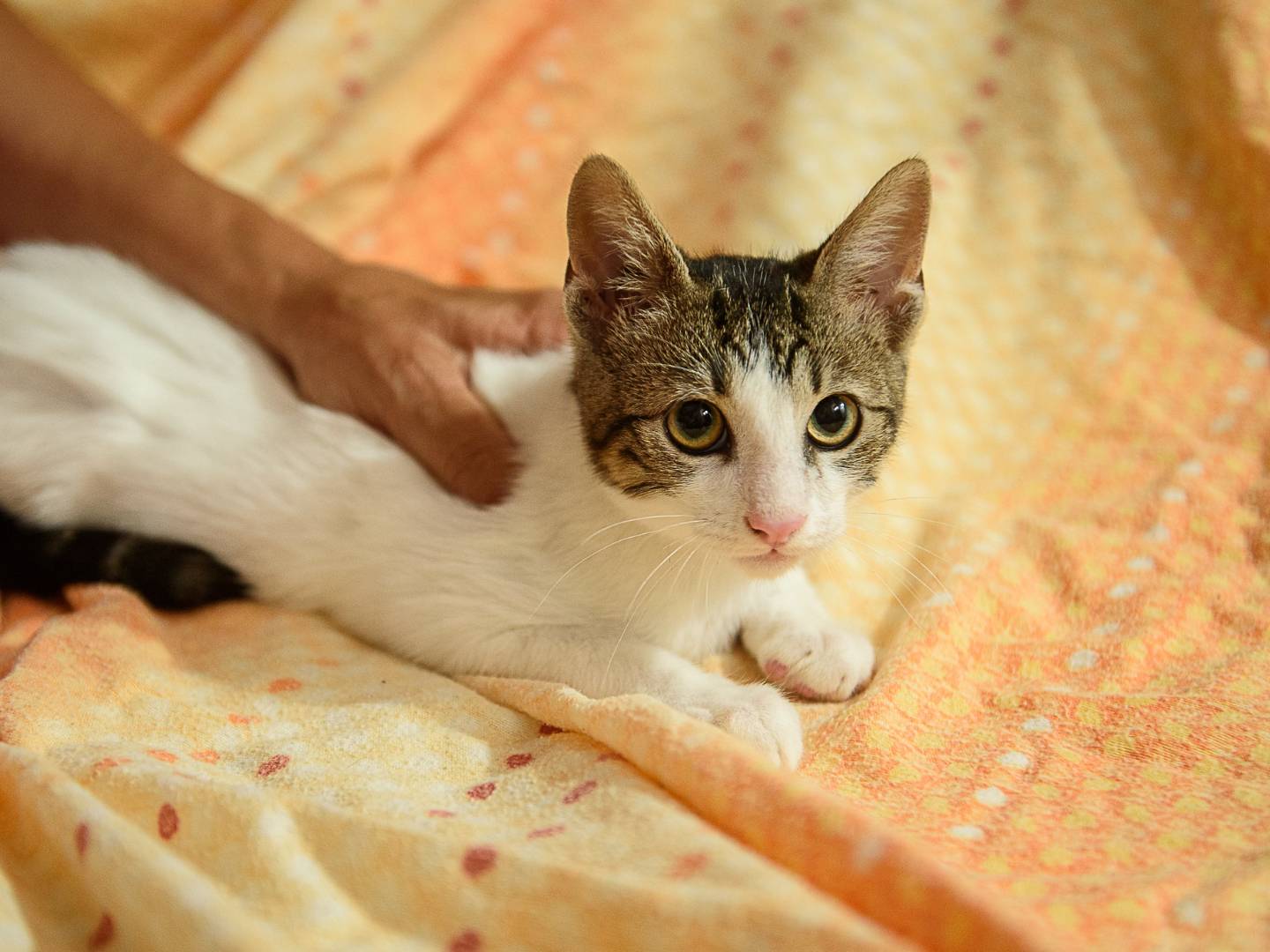 Vuoi adottare un gatto a Genova?