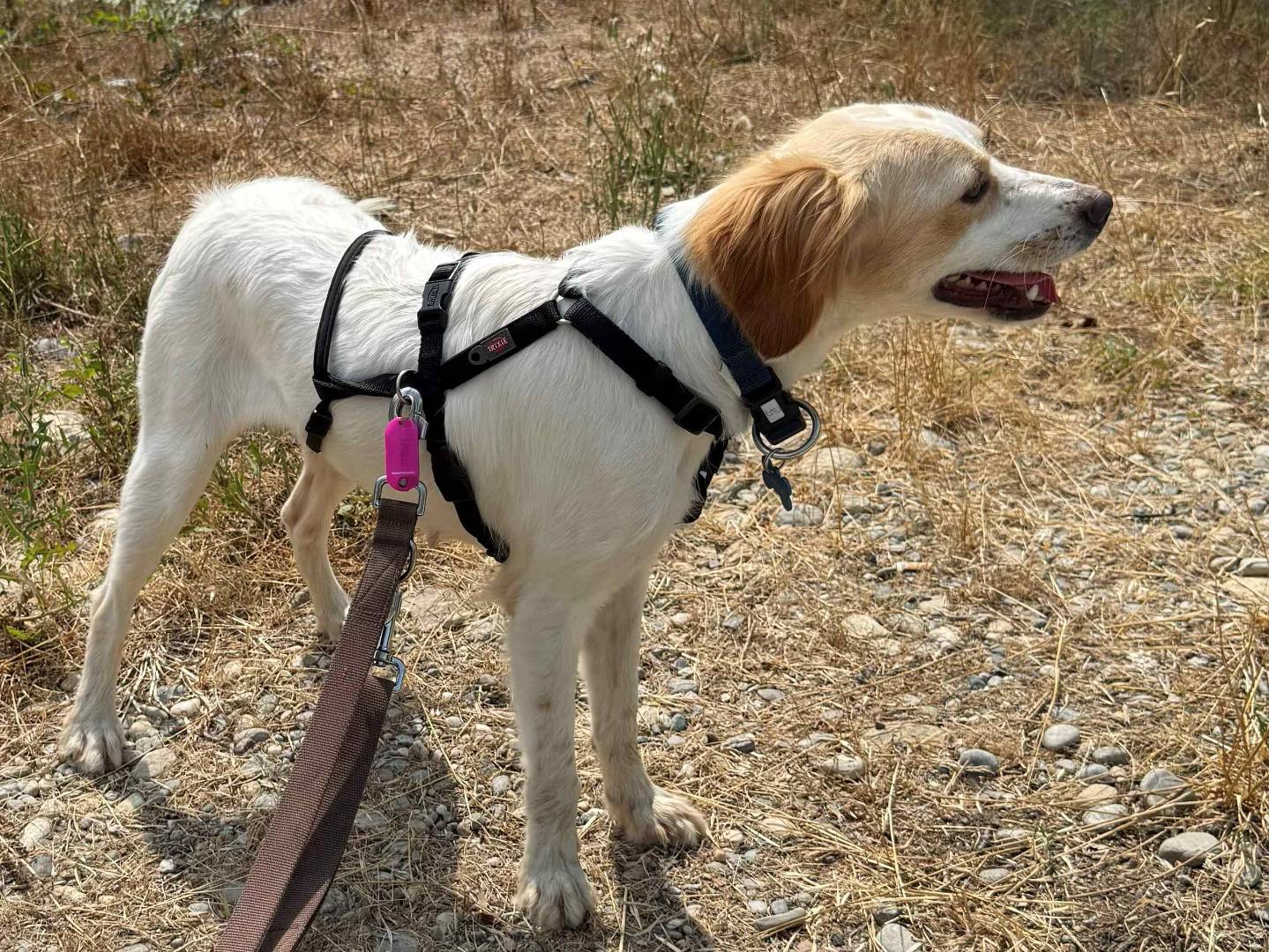 Vuoi adottare un cane a Milano?