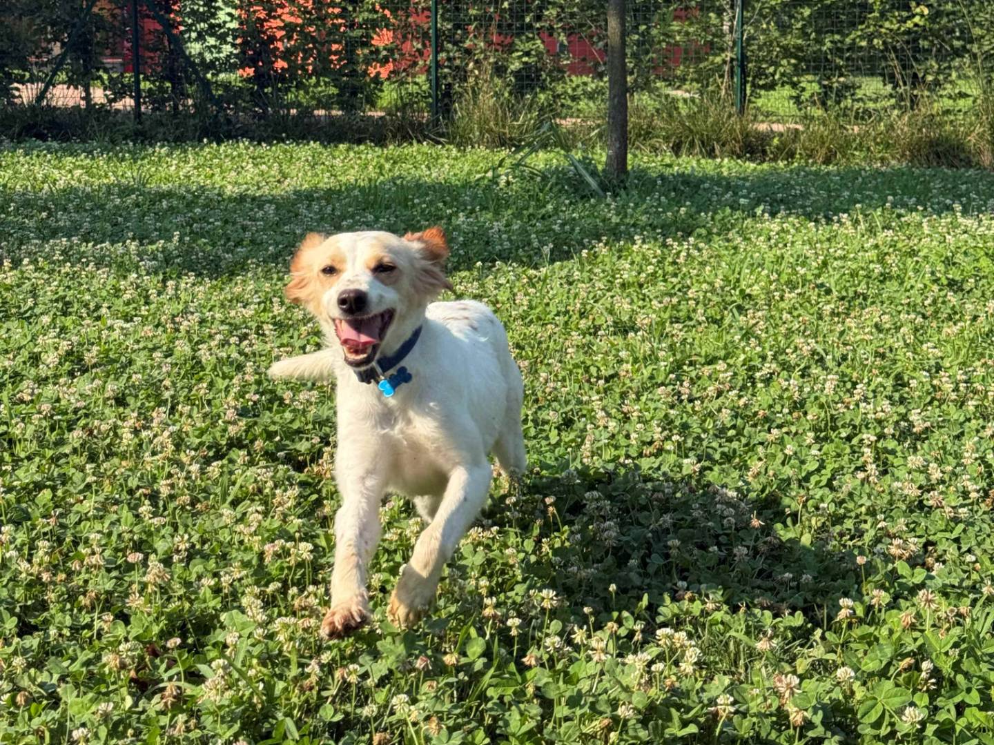 Adozione cane, femmina, Razza sconosciuta Razza sconosciuta, 2 anni e 4 mesi, taglia media contenuta, Milano