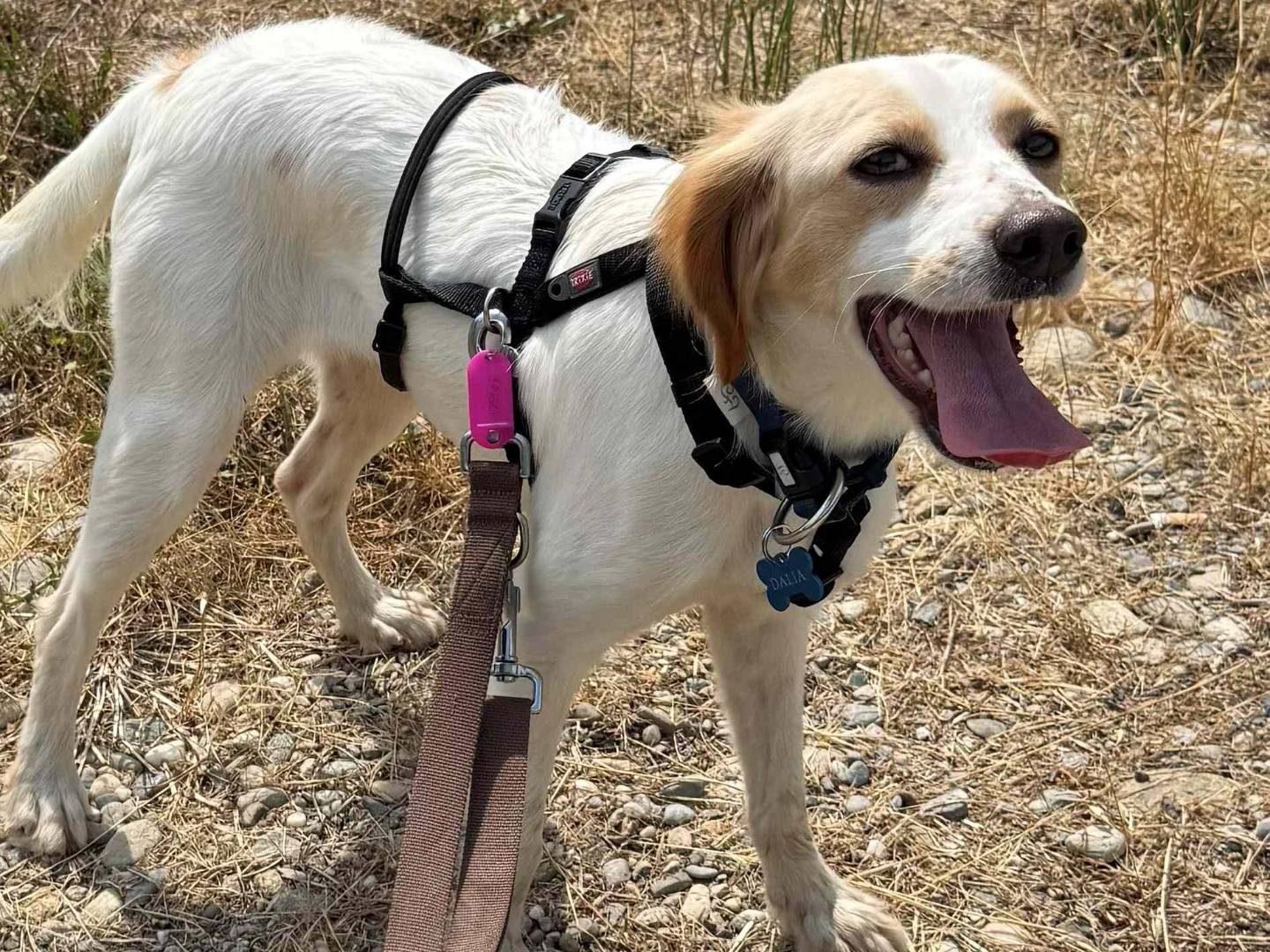 Adotta un cane, femmina, 2 anni e 4 mesi, Milano