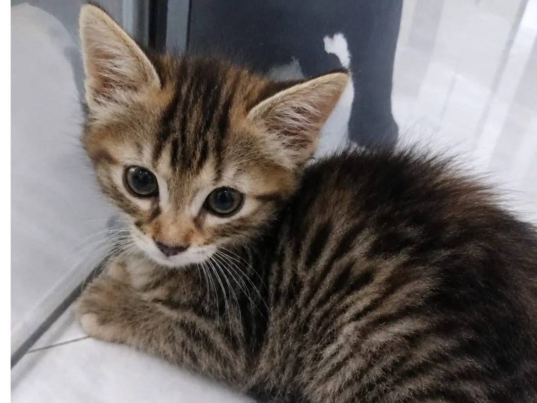 Adozione gatto, femmina, Razza sconosciuta Razza sconosciuta, 2 mesi, taglia non valida, Milano