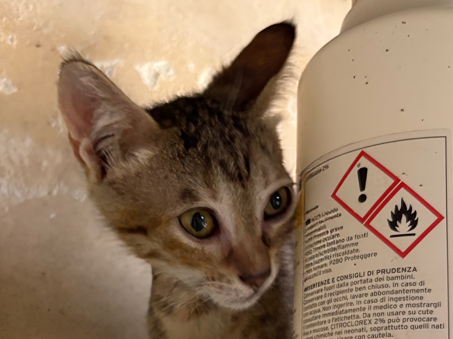 Adotta un gatto, taglia non valida, femmina, Siracusa