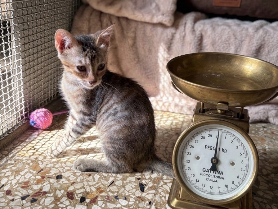 Vuoi adottare un gatto a Siracusa?