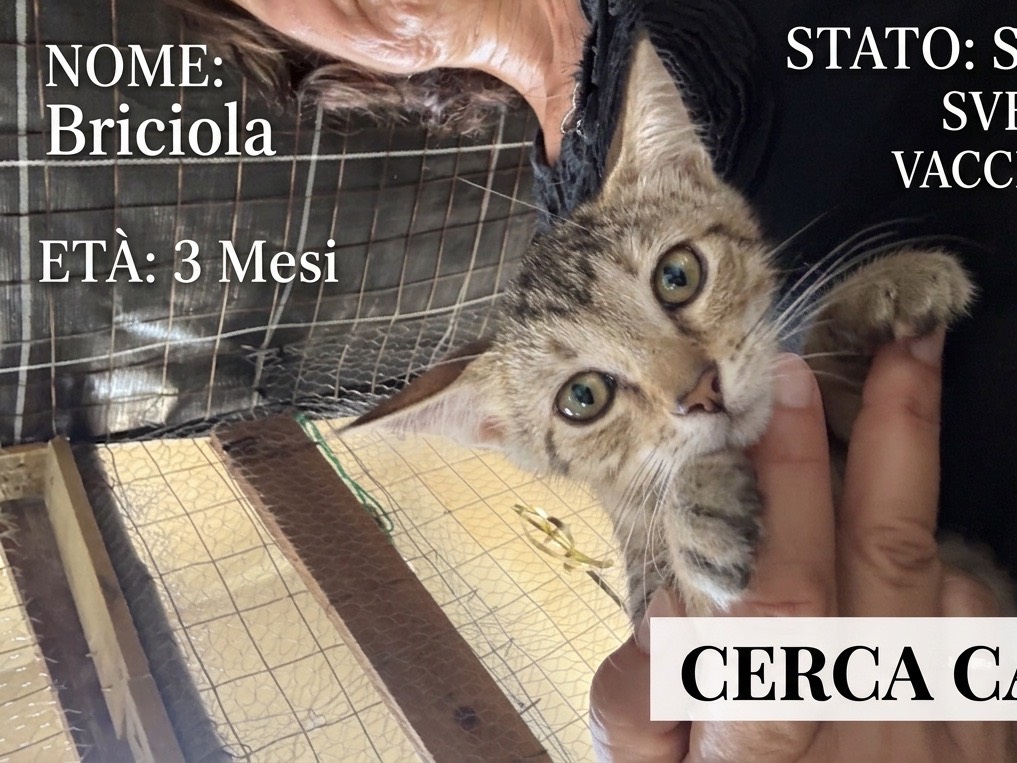 Adotta il gatto Briciola a Siracusa