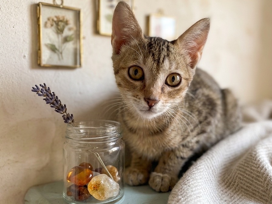 Adozione gatto, femmina, Razza sconosciuta Razza sconosciuta, 2 mesi, taglia non valida, Siracusa